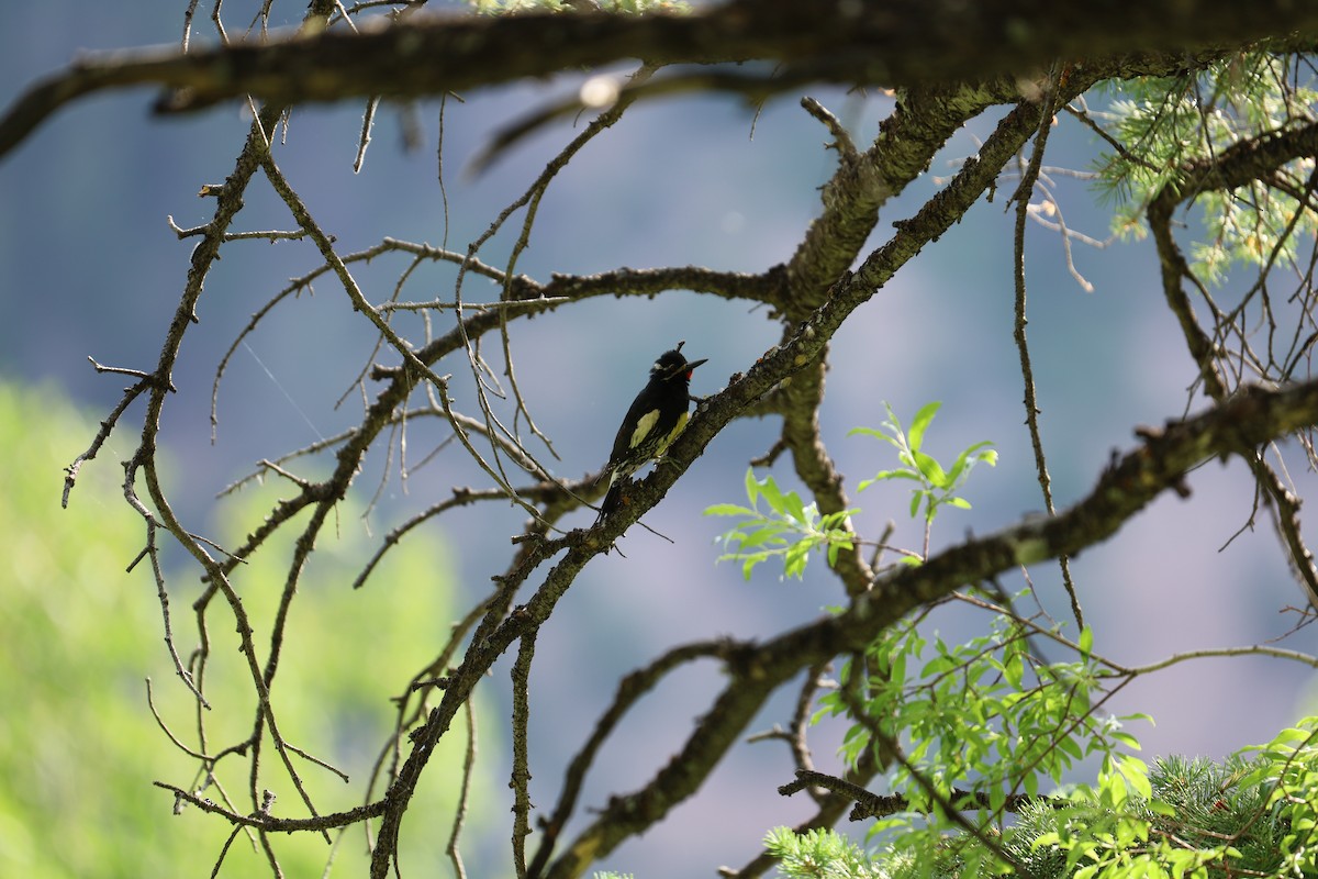 Williamson's Sapsucker - ML246023231