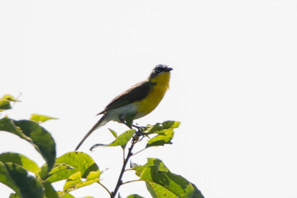 Yellow-breasted Chat - ML246023321