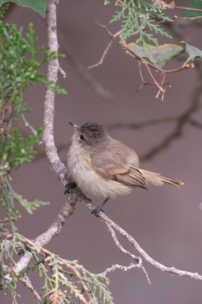 Southern Beardless-Tyrannulet - ML246023411