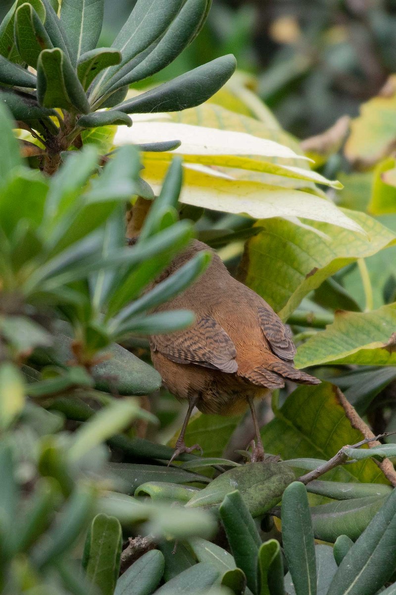 House Wren - Mercedes Benavides