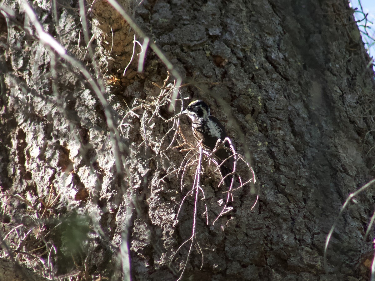 American Three-toed Woodpecker - ML246024381