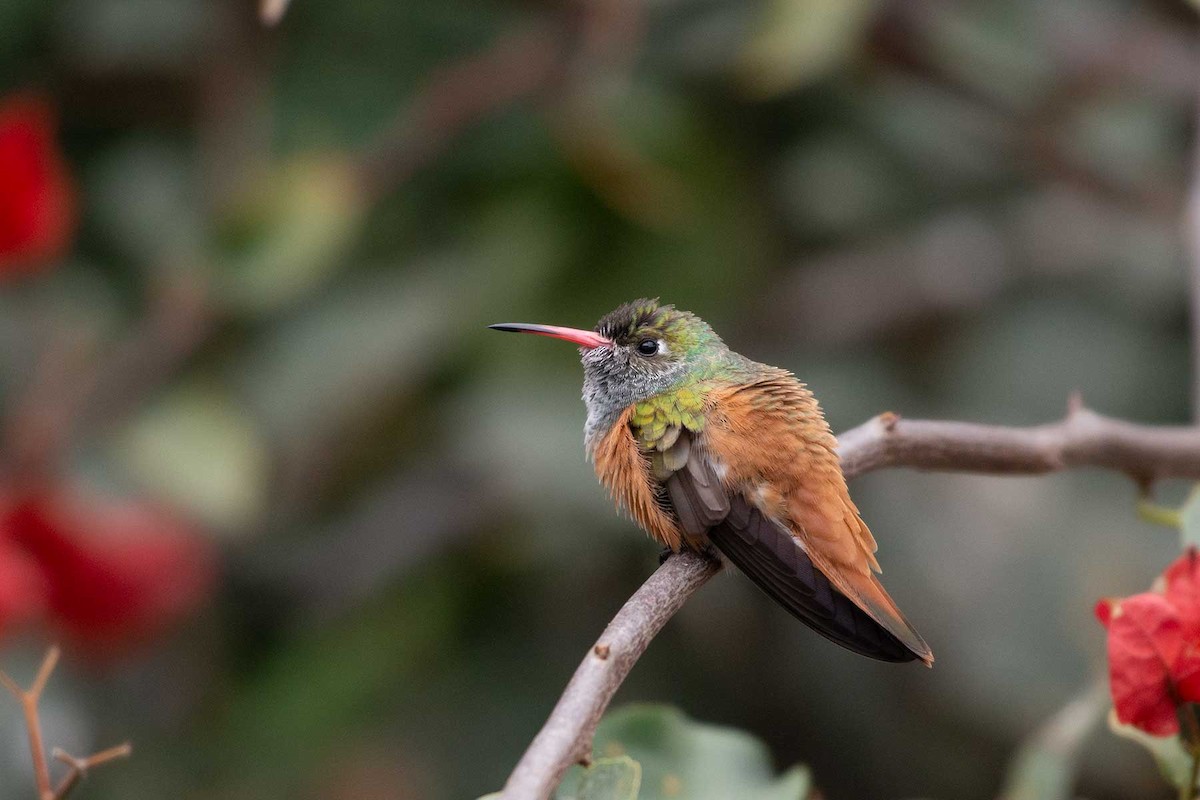 Amazilia Hummingbird - Mercedes Benavides