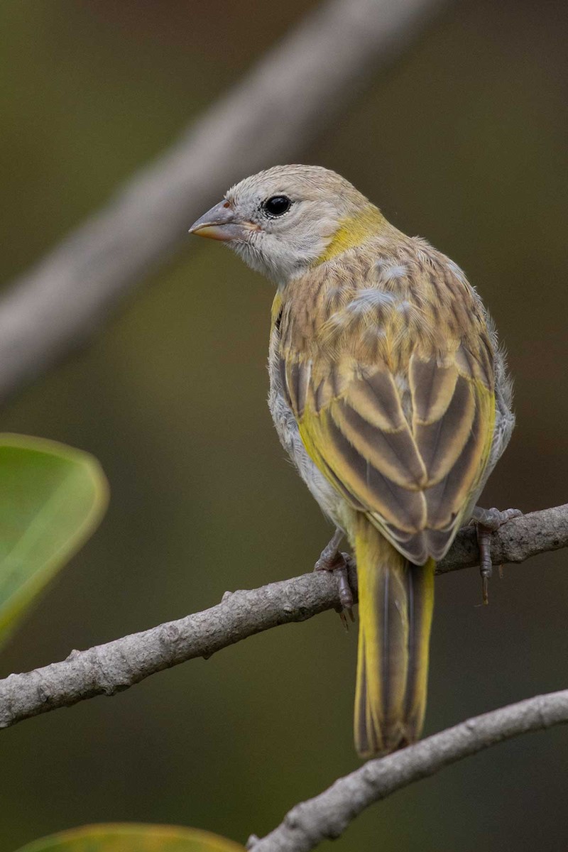 Saffron Finch - ML246025401