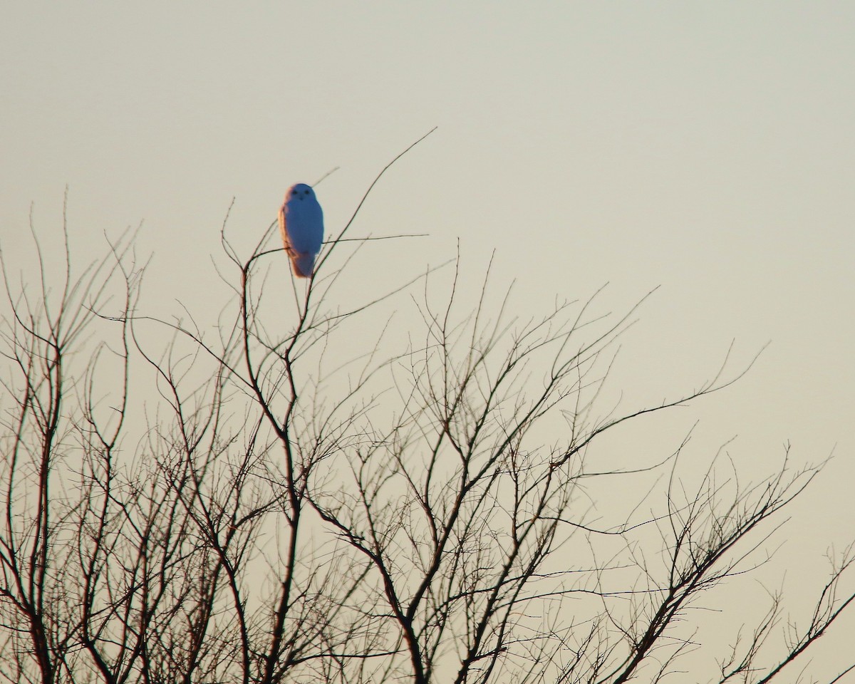 Snowy Owl - ML24602741