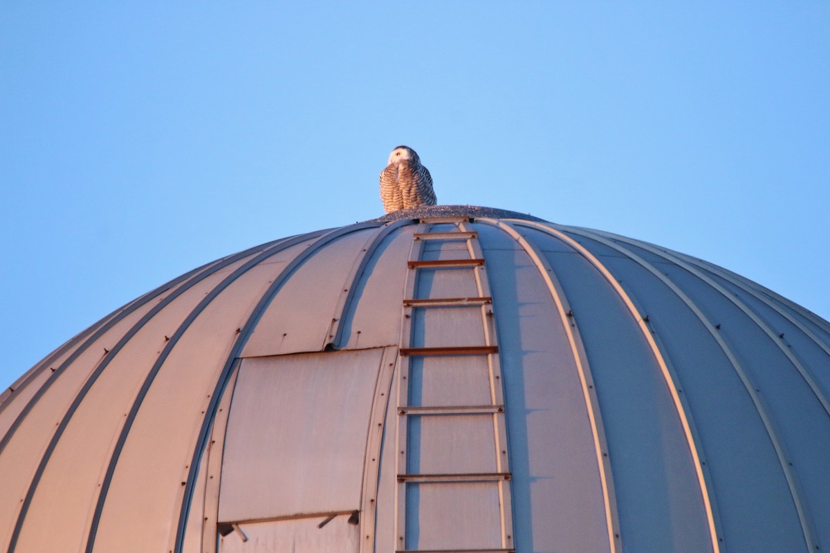 Snowy Owl - ML24602801