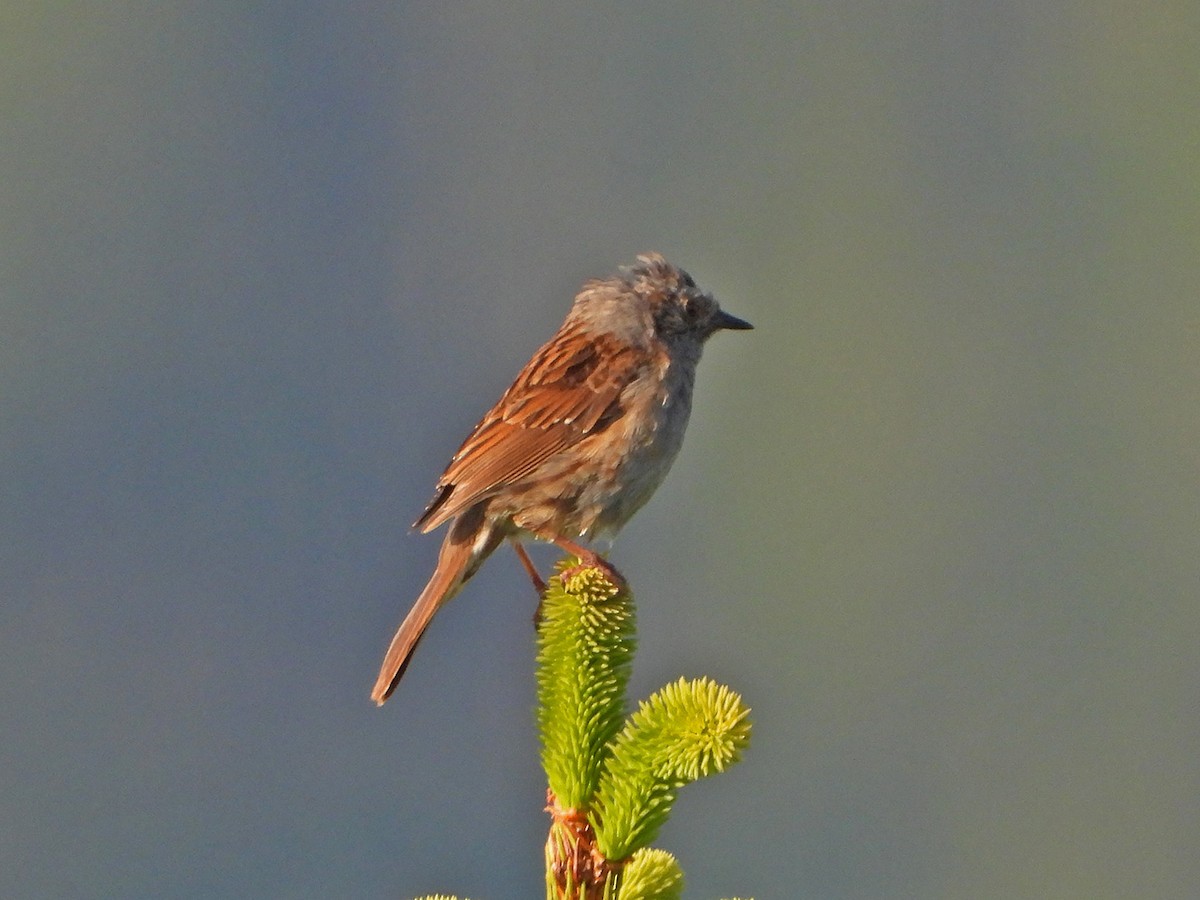 Dunnock - ML246028771