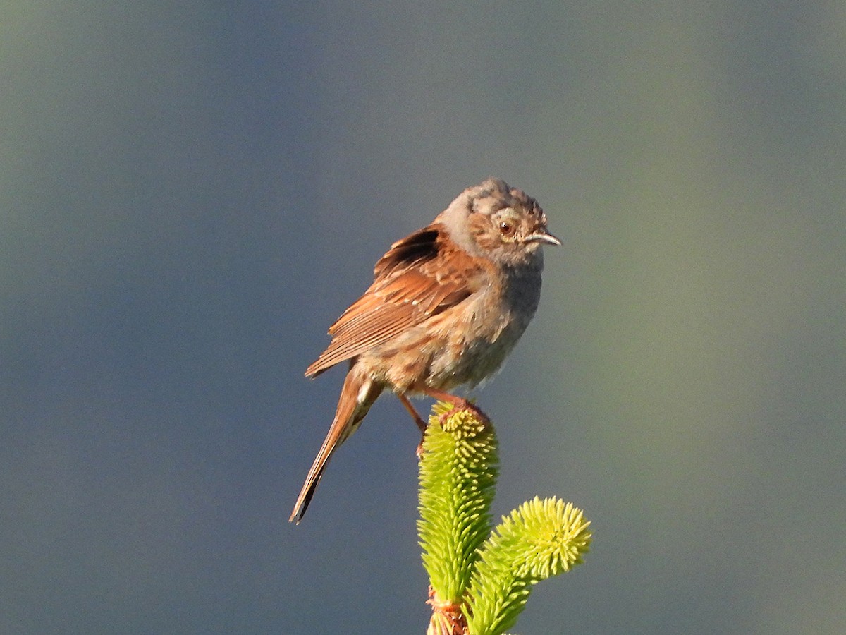 Dunnock - ML246028781