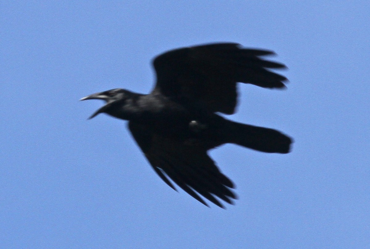 Cuban Crow - ML24603011