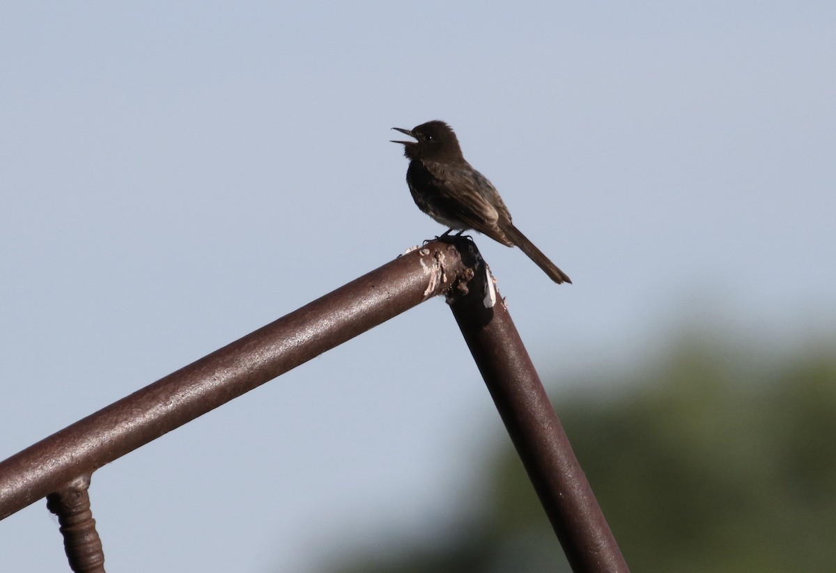 Black Phoebe - ML246034531