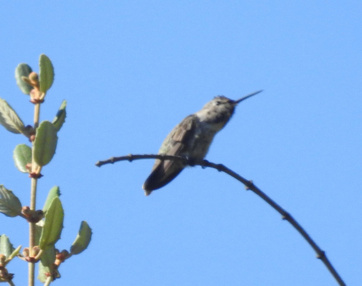 Costa's Hummingbird - Andrew Birch