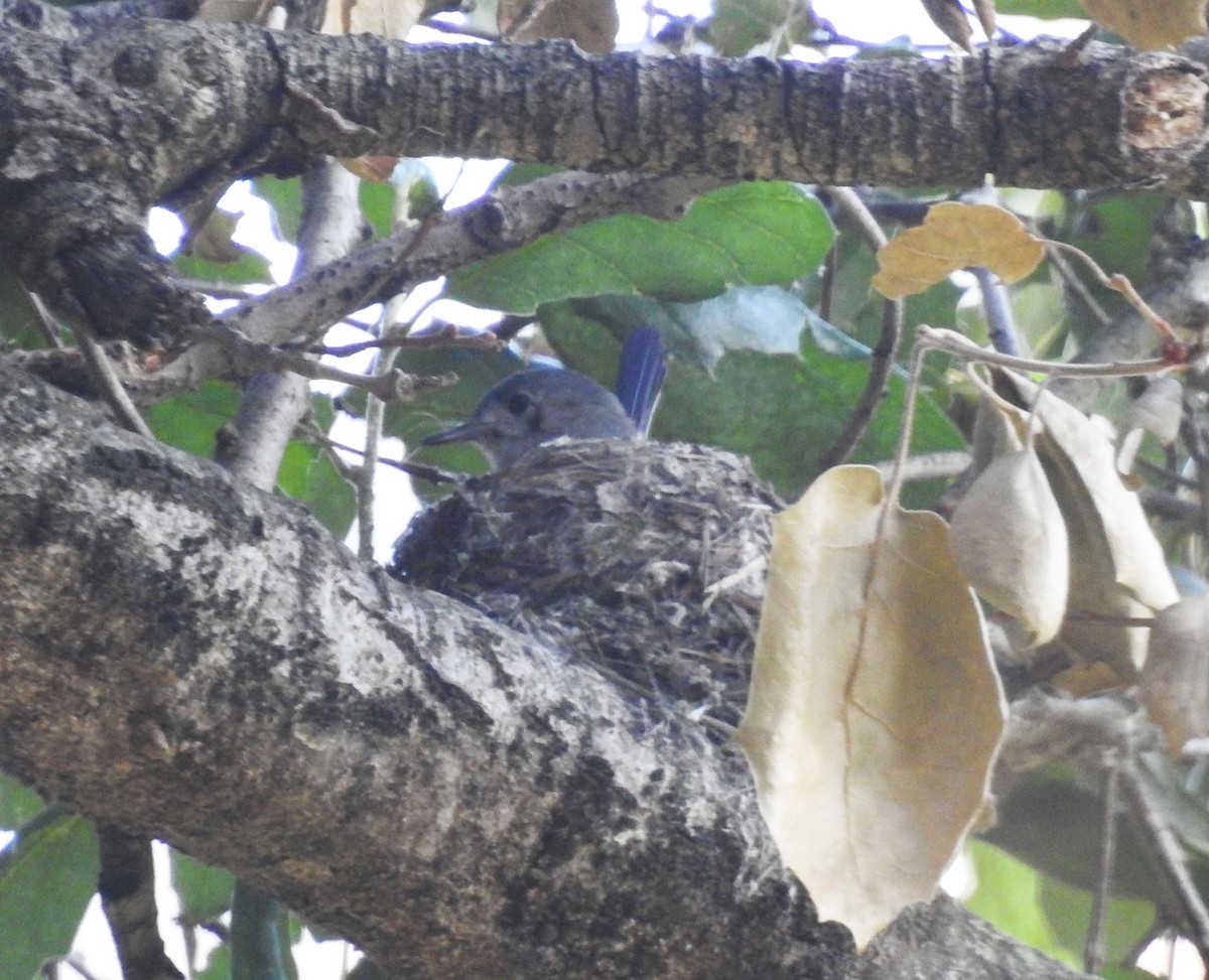 Blue-gray Gnatcatcher - Andrew Birch