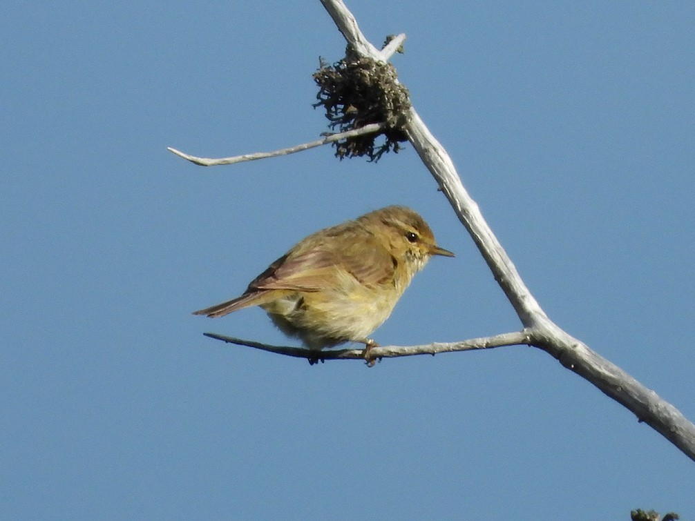 Mosquitero Común - ML246039341