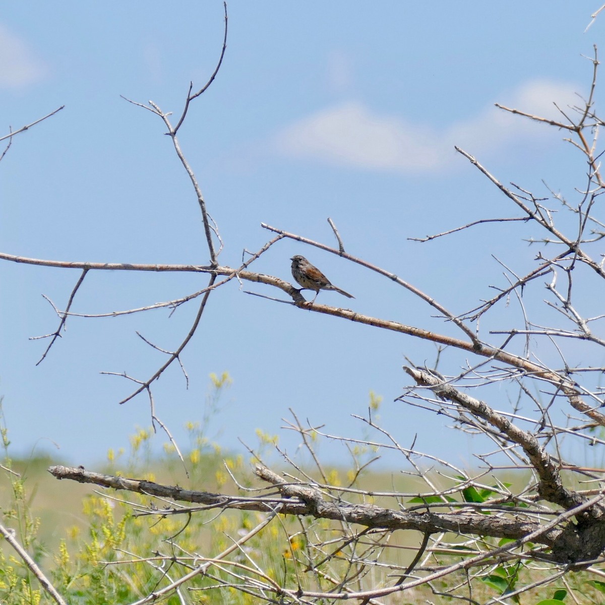 Song Sparrow - ML246040241