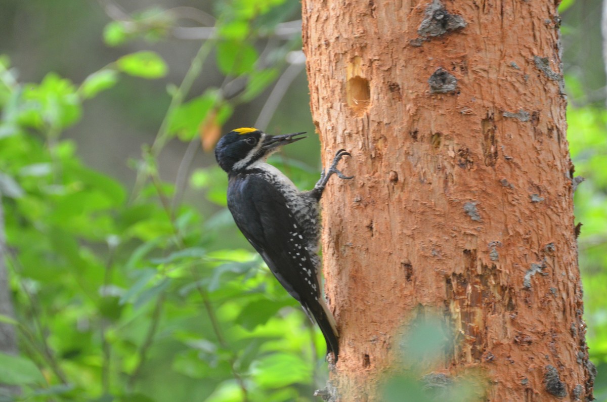 Black-backed Woodpecker - claudine lafrance cohl