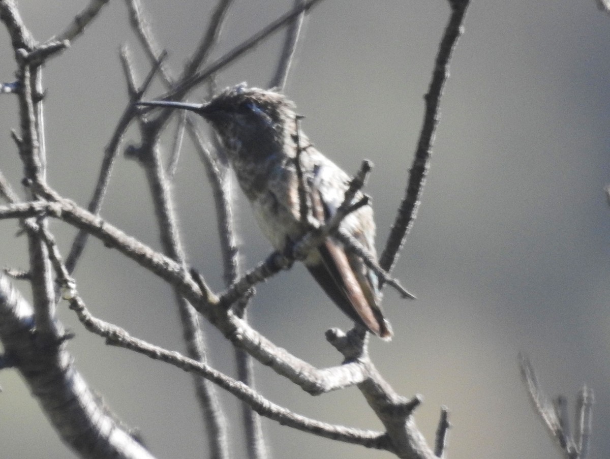 hummingbird sp. - Andrew Birch