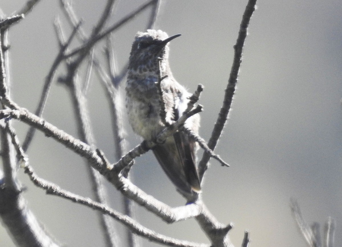 Trochilidae sp. - ML246040861