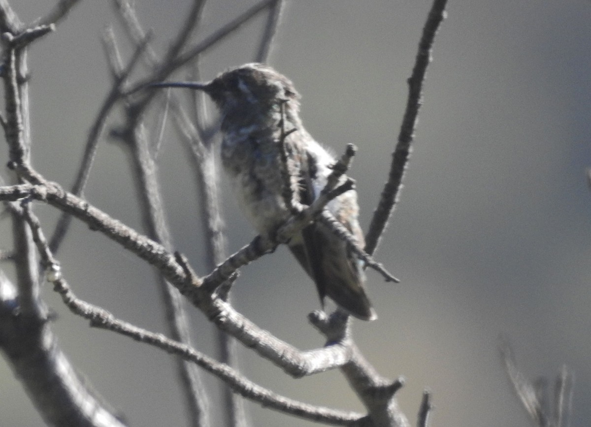 hummingbird sp. - Andrew Birch