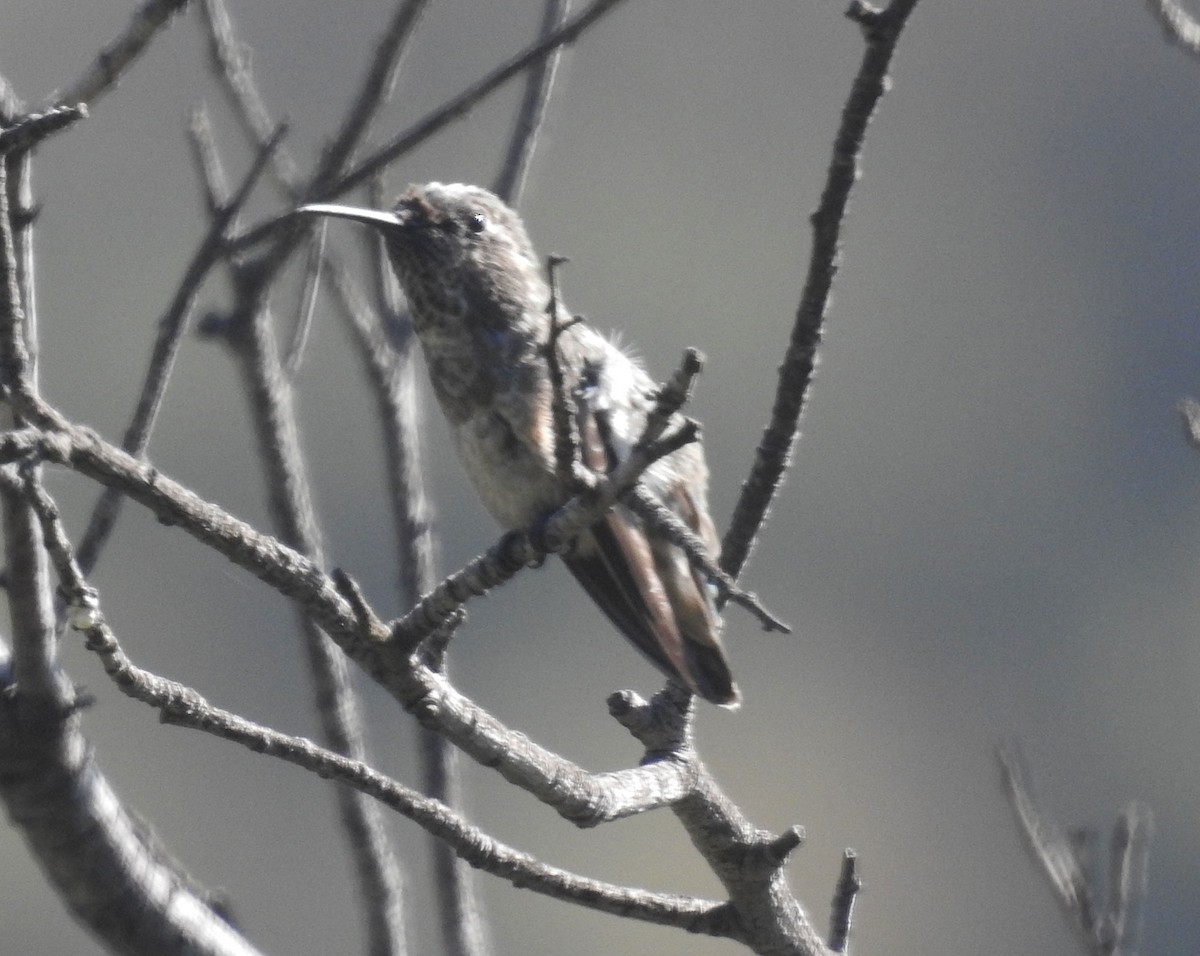 hummingbird sp. - Andrew Birch
