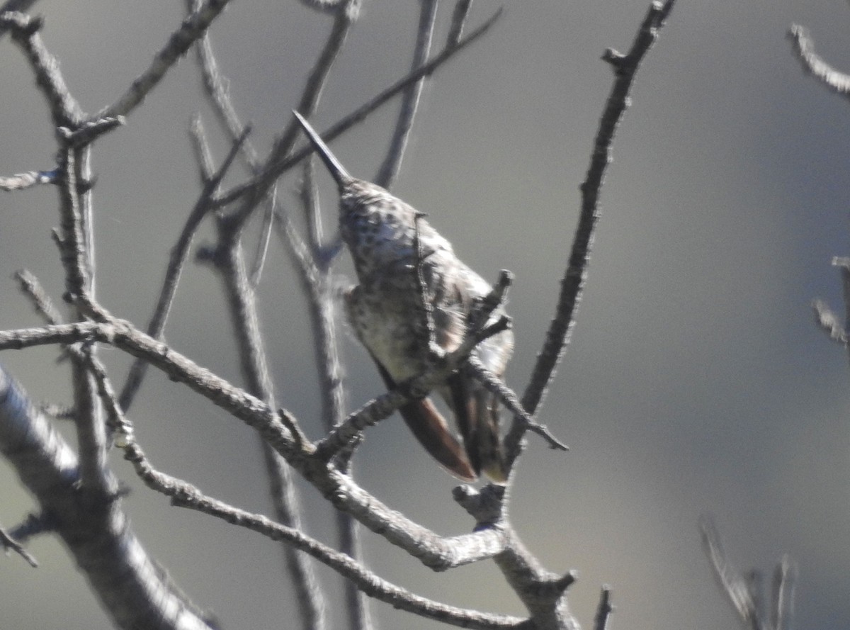 hummingbird sp. - Andrew Birch