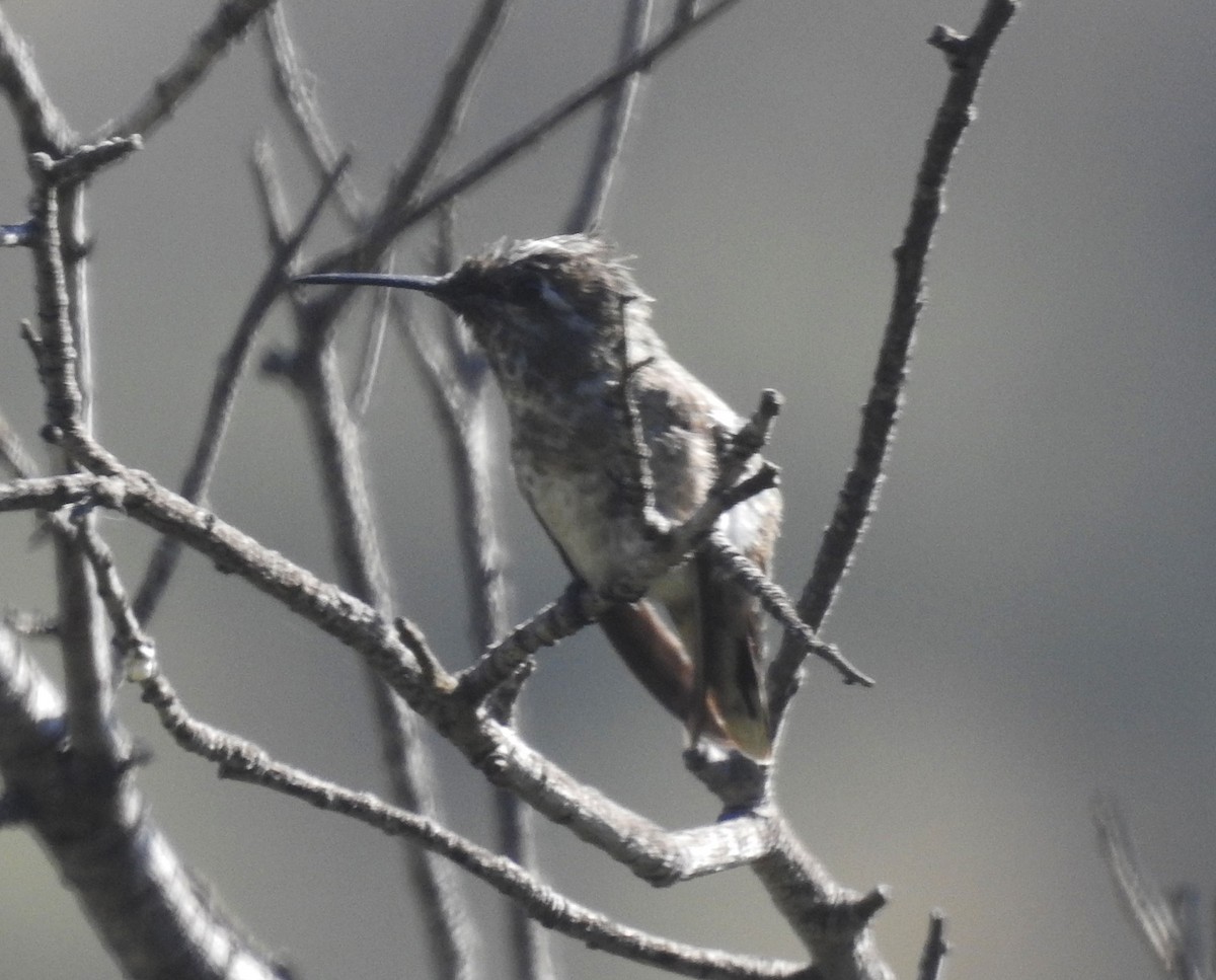 hummingbird sp. - Andrew Birch