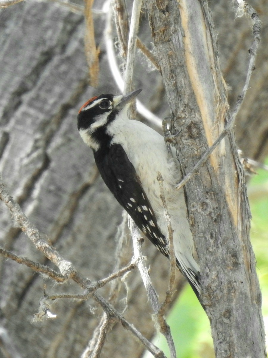 Downy Woodpecker - ML246041411