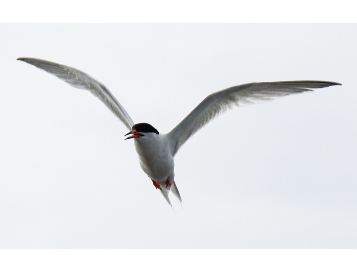 Roseate Tern - ML246041431