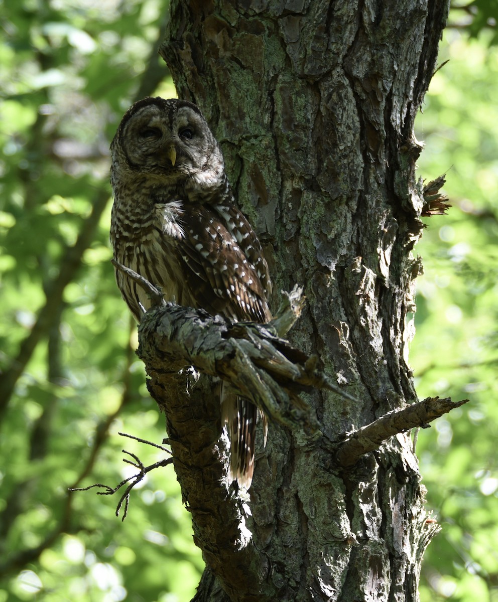 Barred Owl - ML246041531