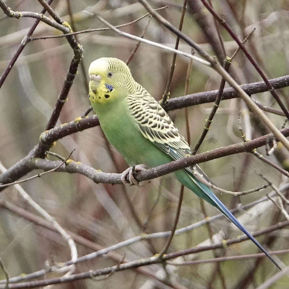 Budgerigar - ML246045241