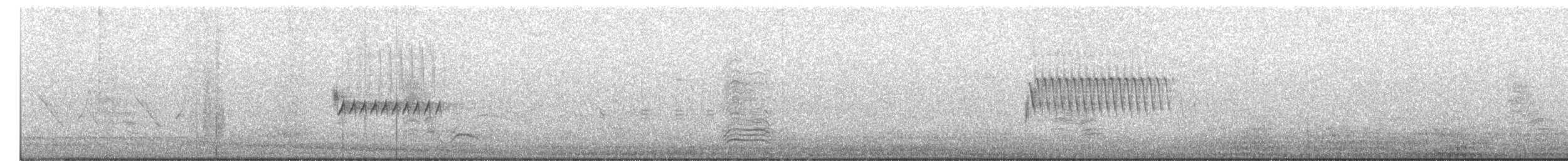 Тауї плямистий - ML246046071