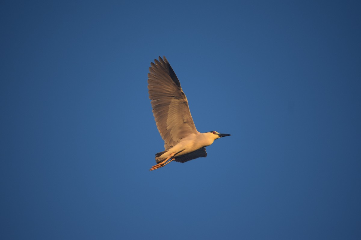 Black-crowned Night Heron - ML246047641