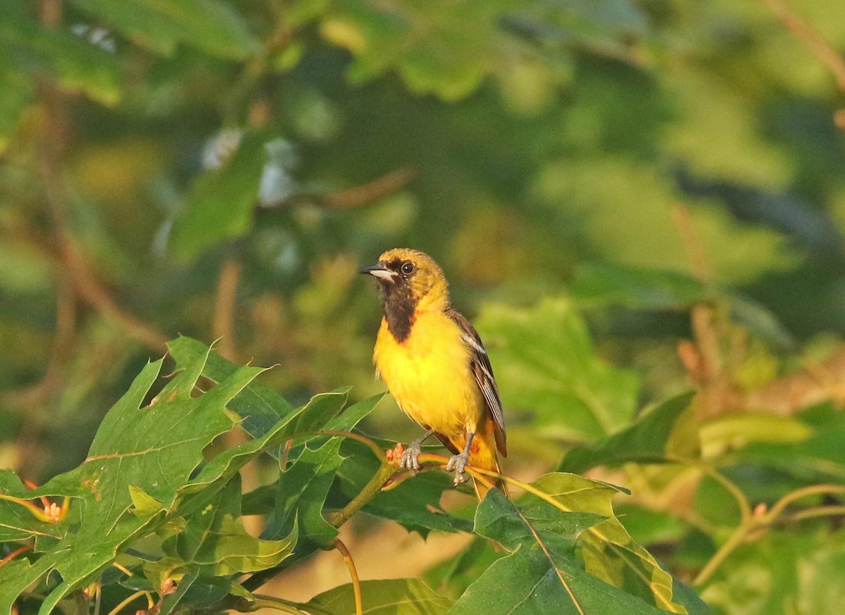 Orchard Oriole - ML246049401