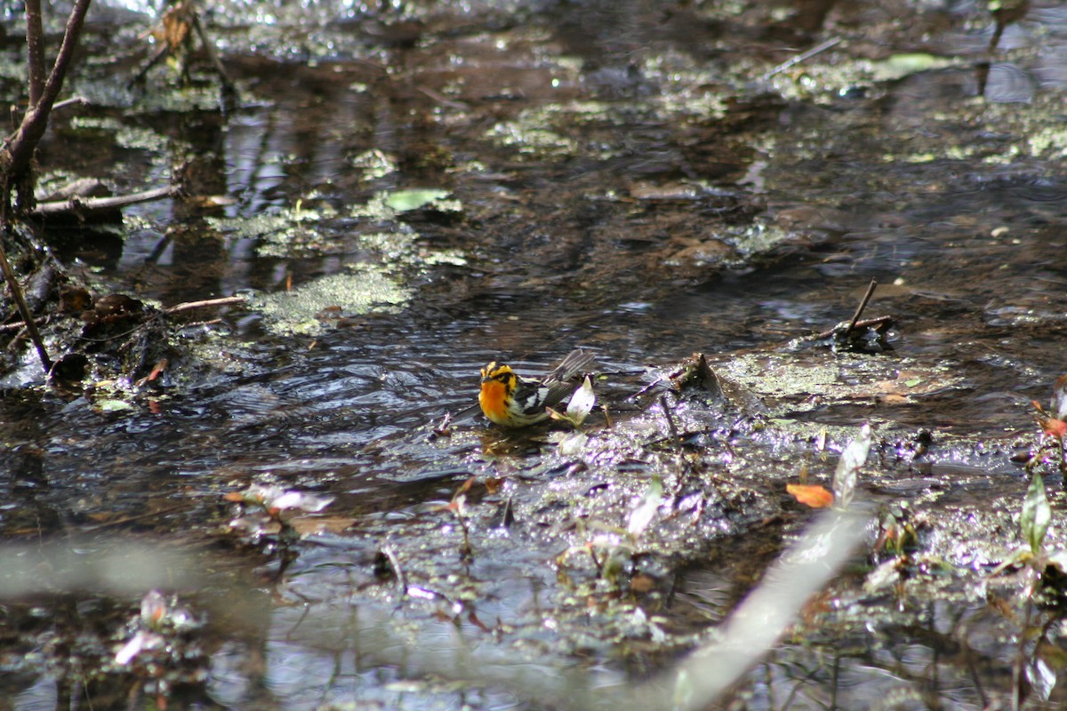 Paruline à gorge orangée - ML24604941