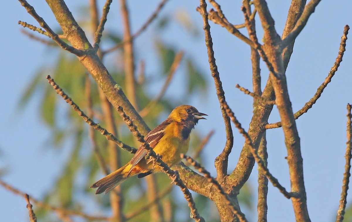 Orchard Oriole - ML246049411