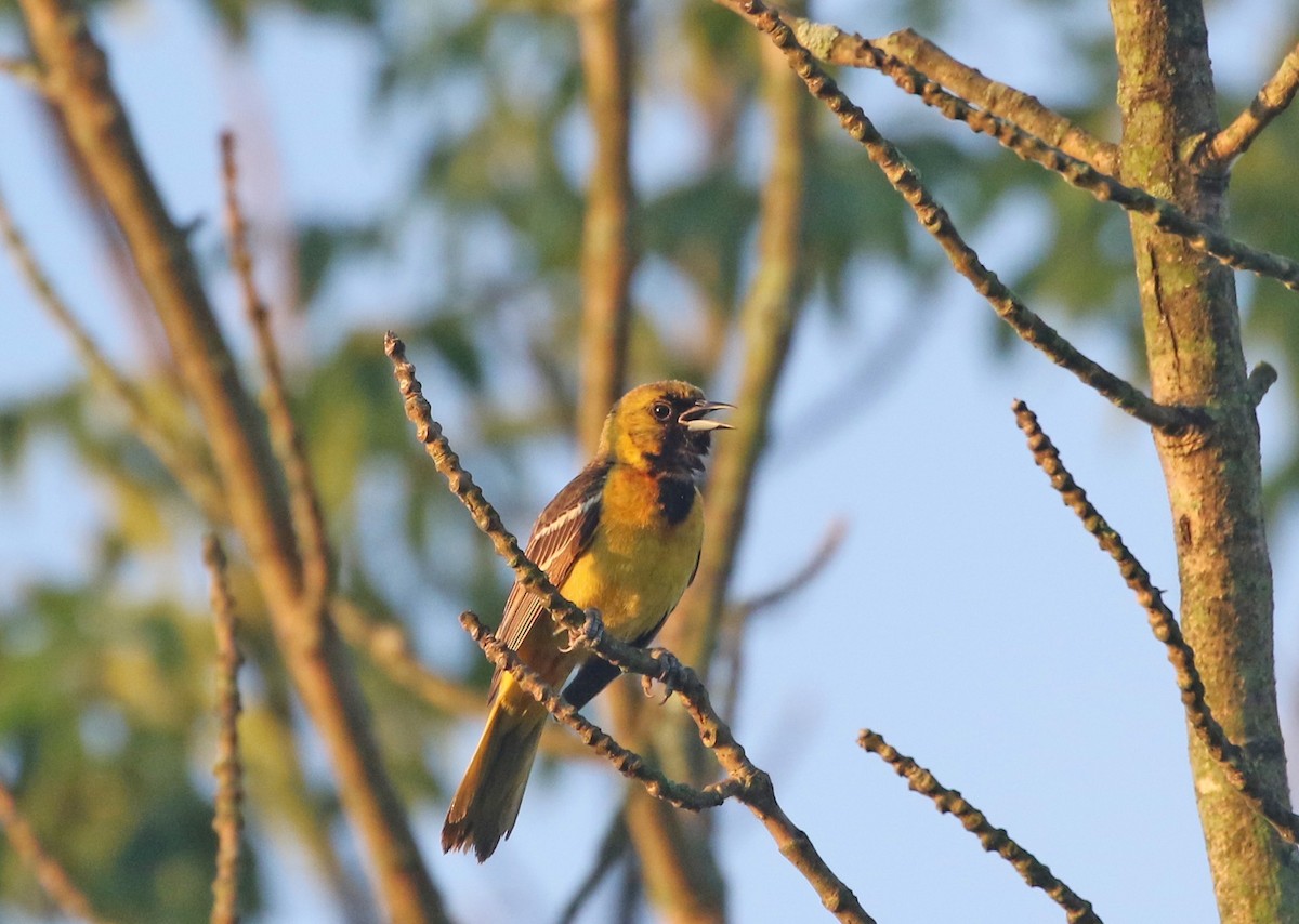 Orchard Oriole - ML246049431