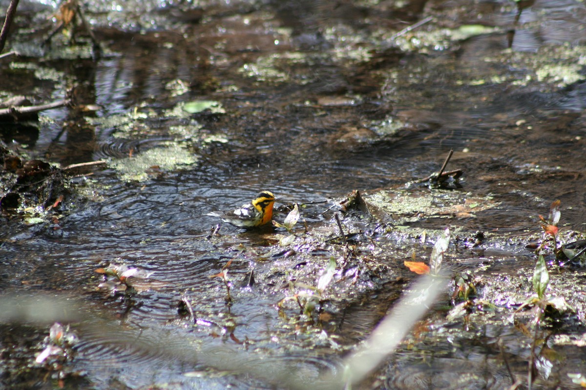 Paruline à gorge orangée - ML24604951