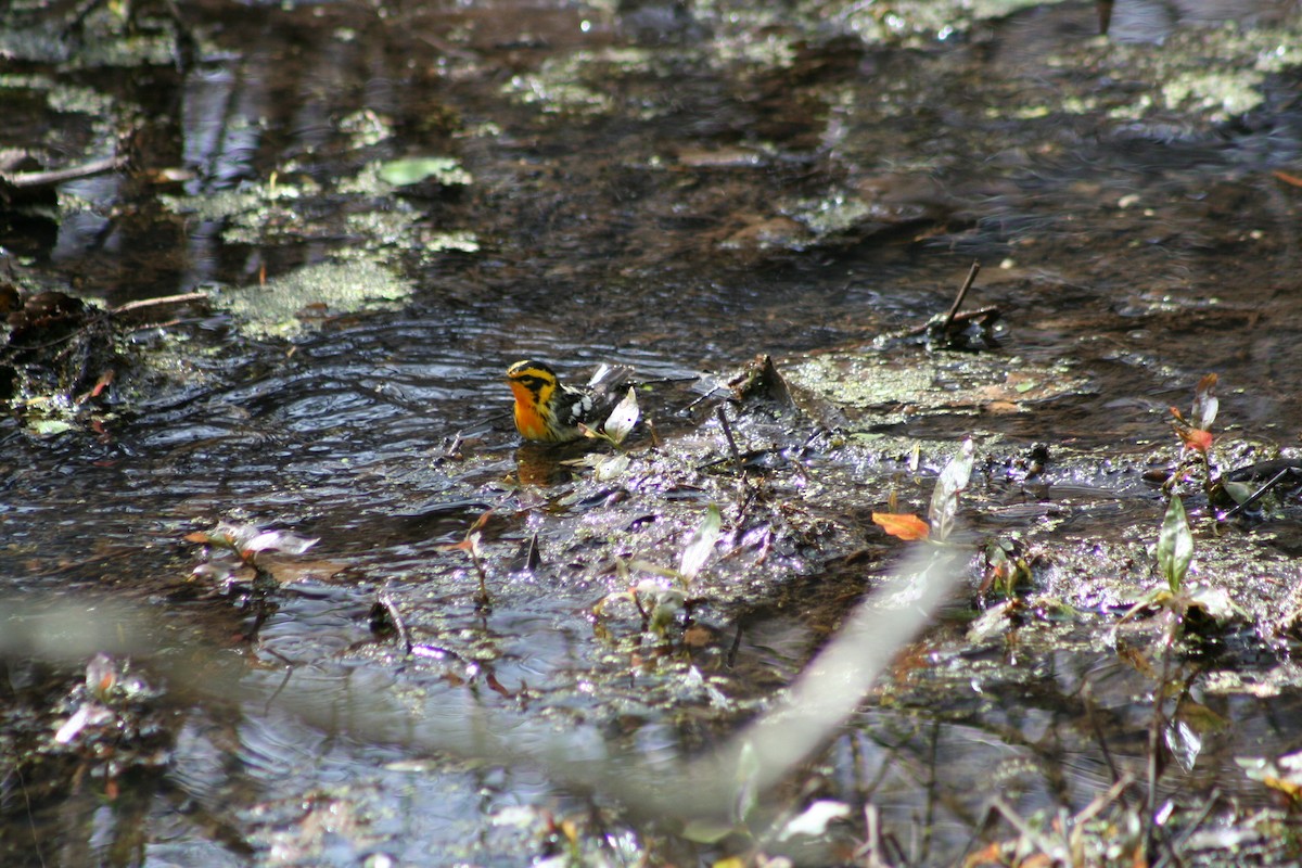 Paruline à gorge orangée - ML24604961