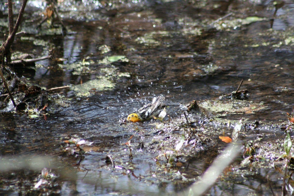 Blackburnian Warbler - ML24604971