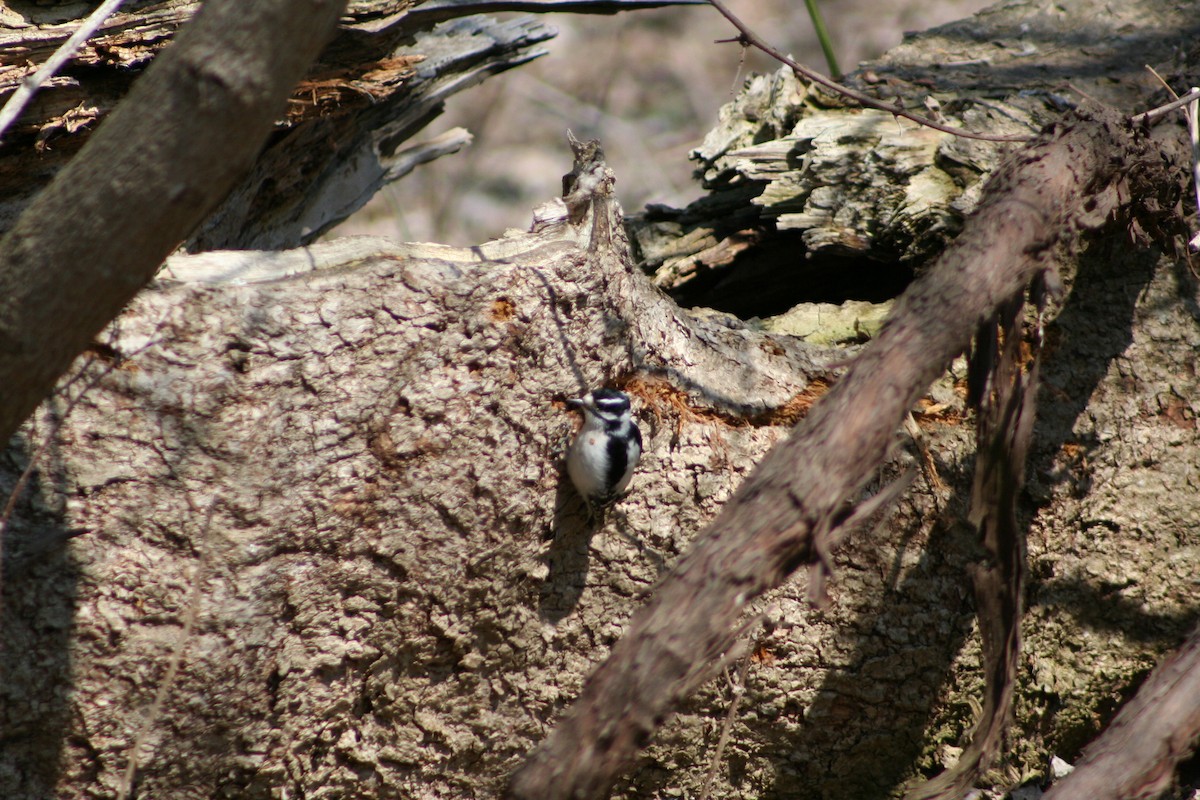 Downy Woodpecker - Patrick Conrad