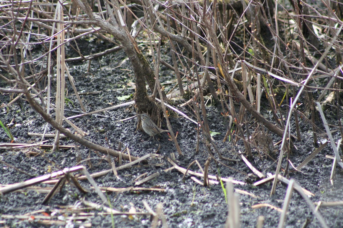 Lincoln's Sparrow - ML24605061