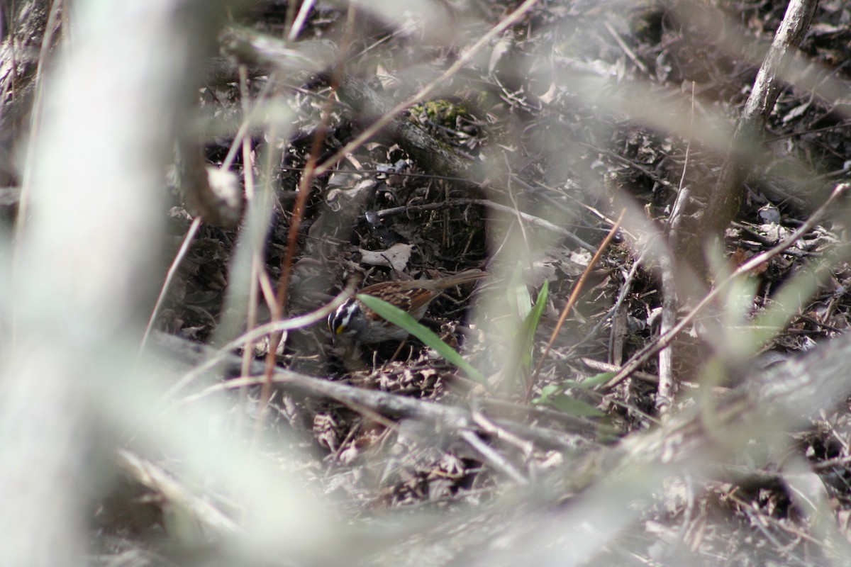 White-throated Sparrow - ML24605071