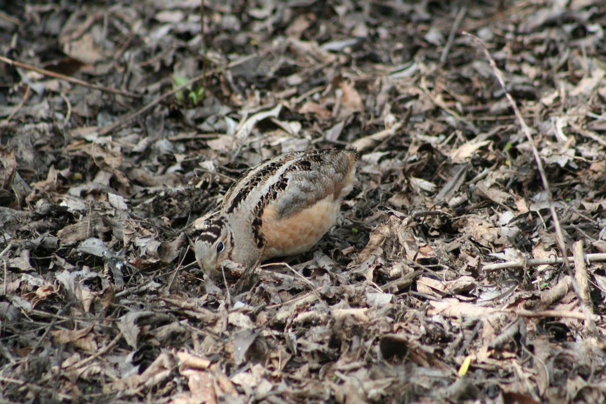 American Woodcock - ML24605091