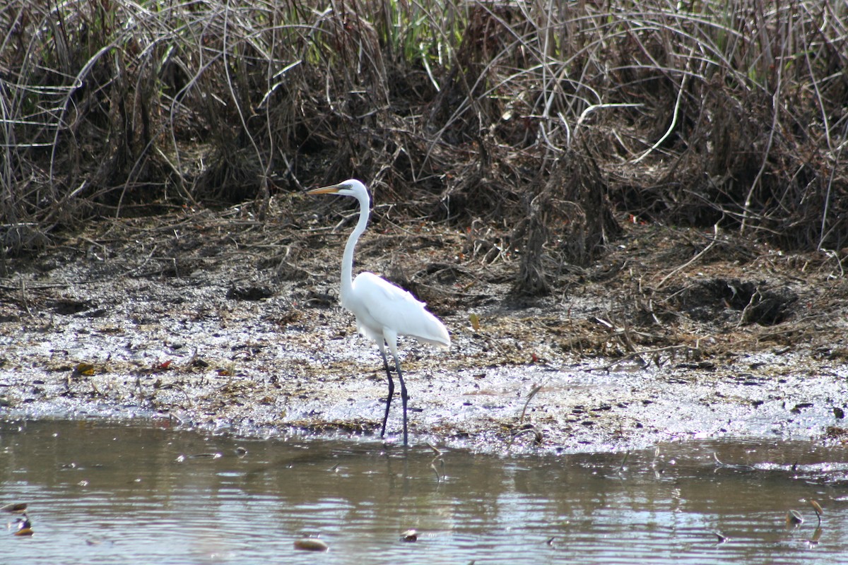 Great Egret - ML24605141