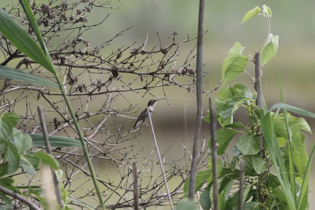 Ruby-throated Hummingbird - Lauren Grimes