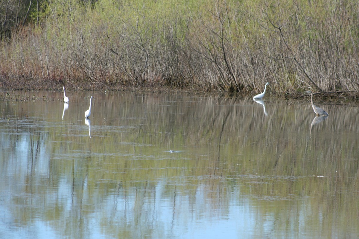 Great Egret - ML24605161