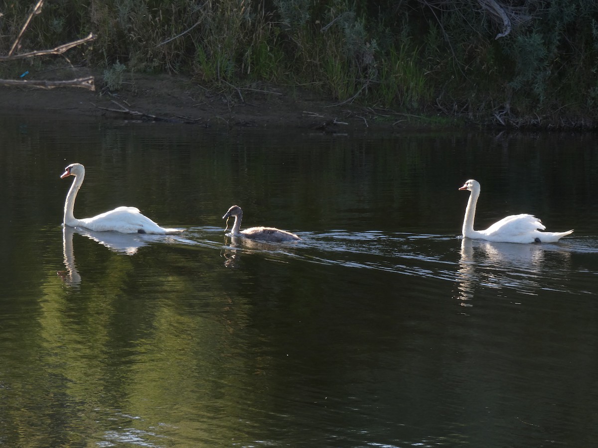 Cygne tuberculé - ML246052711