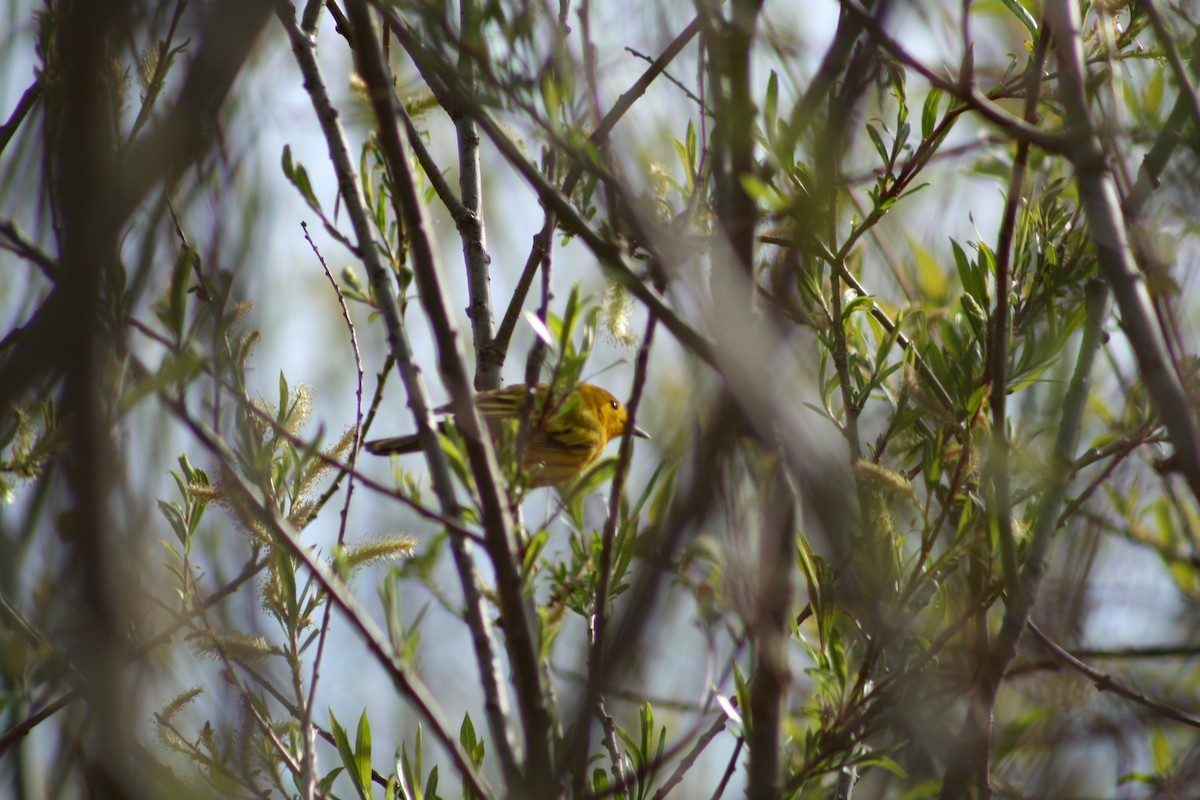 Yellow Warbler - Patrick Conrad