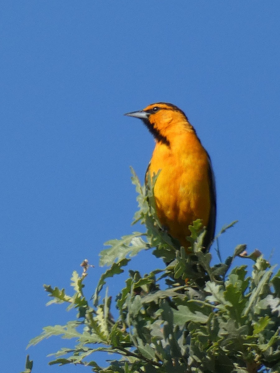 Bullock's Oriole - ML246053231