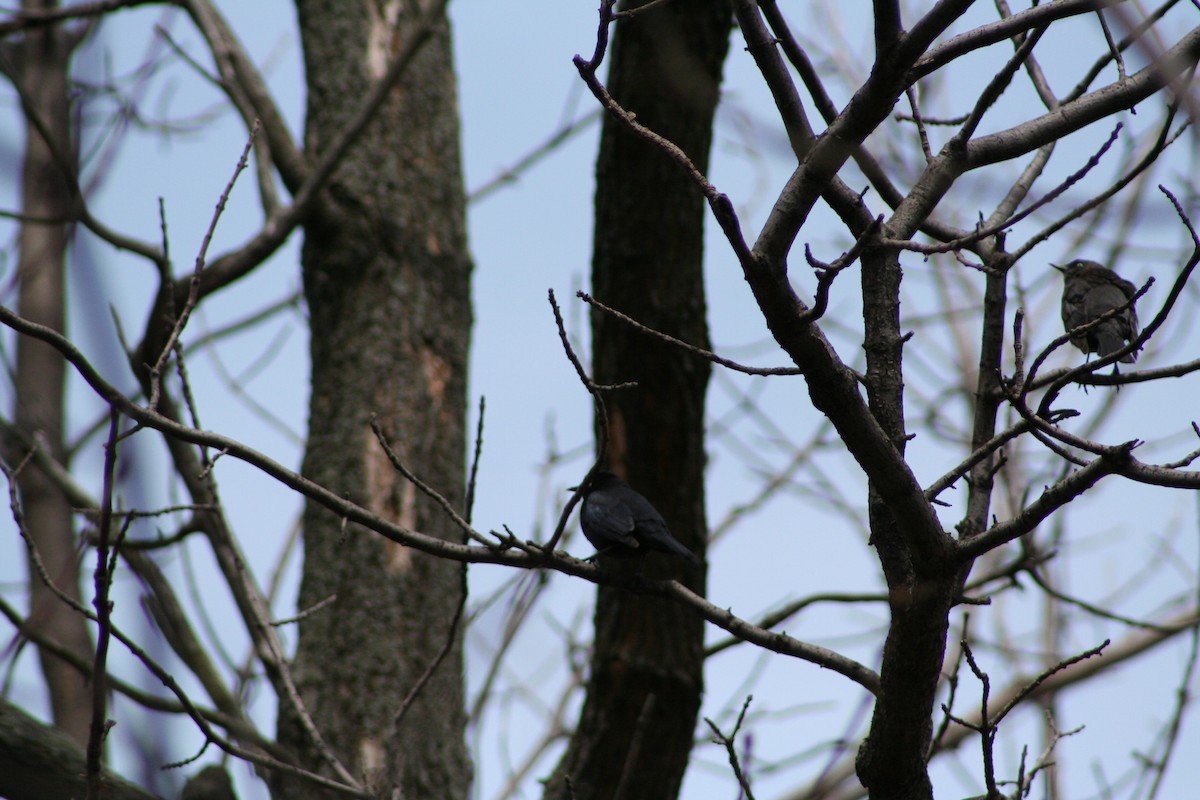 Common Grackle - ML24605391