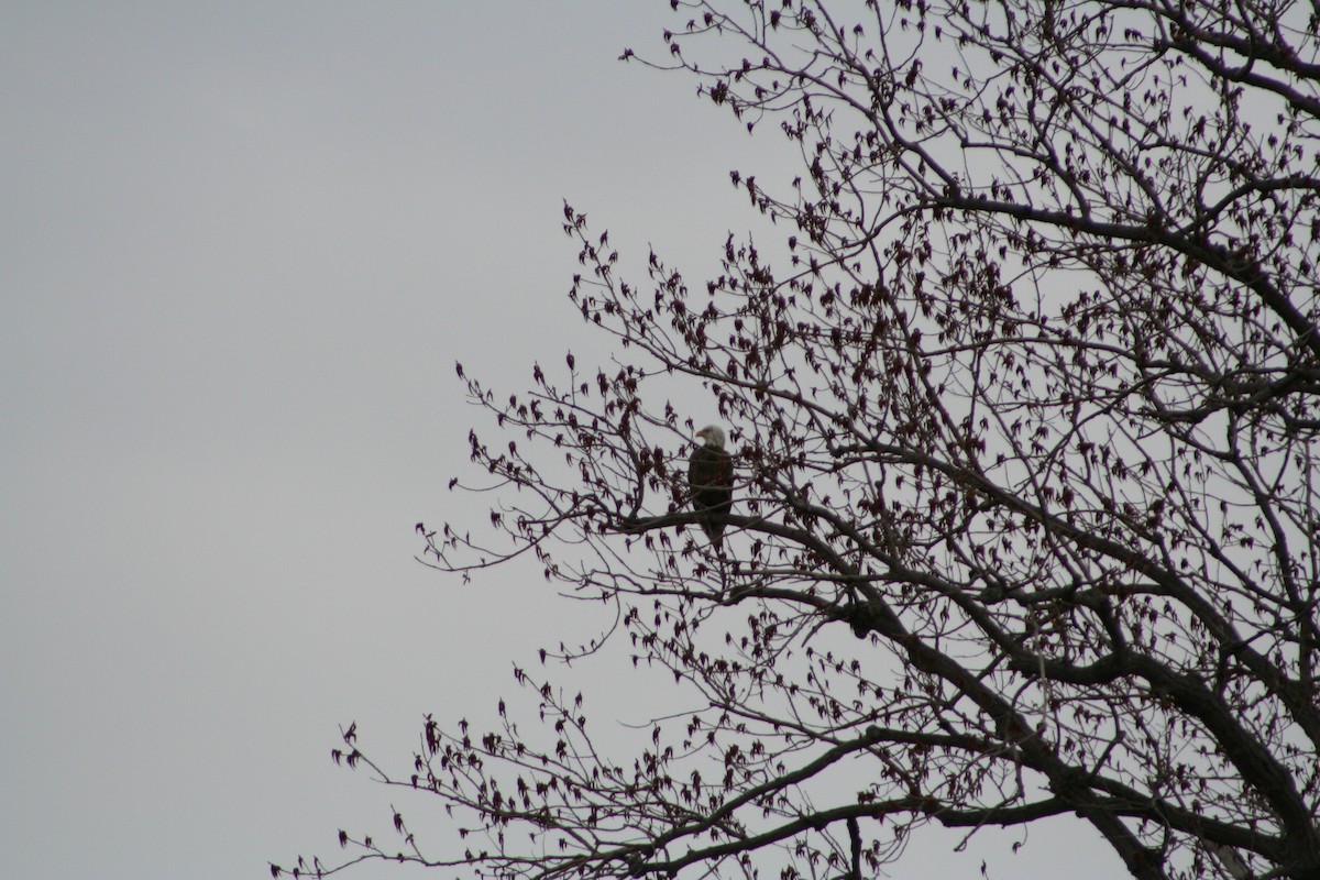 Bald Eagle - ML24605401