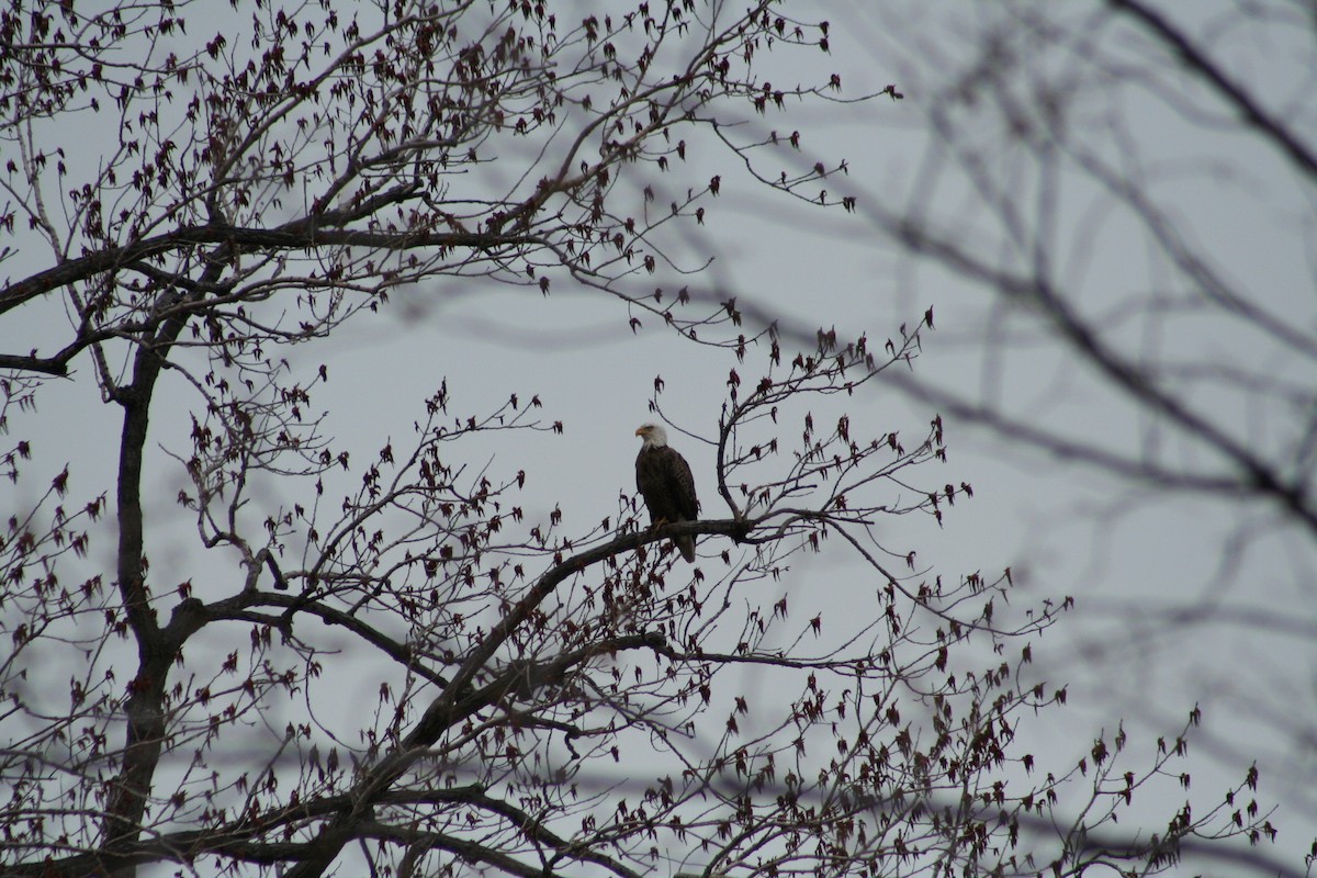 Bald Eagle - ML24605411